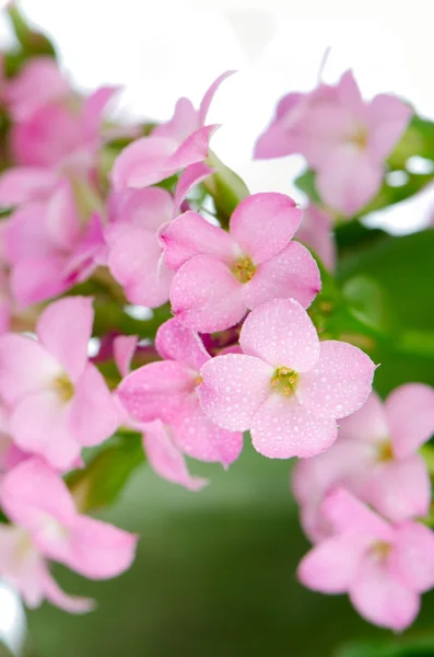 stock image Beautiful pink flowers and green leaves