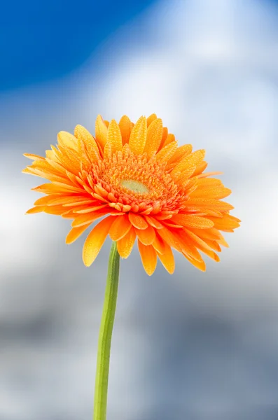 Gerbera arancione fiore margherita — Foto Stock