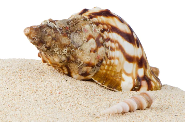 Kabuklu deniz kabuğu — Stok fotoğraf