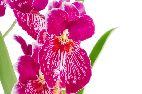 三色紫罗兰兰花-miltonia 无法无天瀑布 — 图库照片
