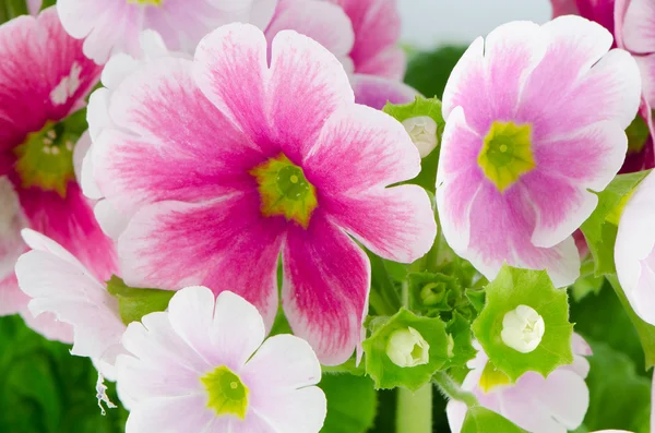 Tatlı bir pembe çuha çiçeği çiçek — Stok fotoğraf