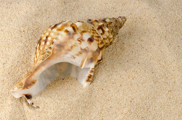 上了岸海贝壳 — 图库照片