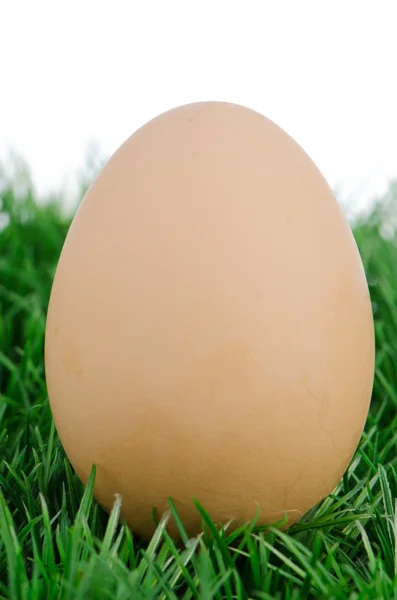 Яйцо на траве — стоковое фото