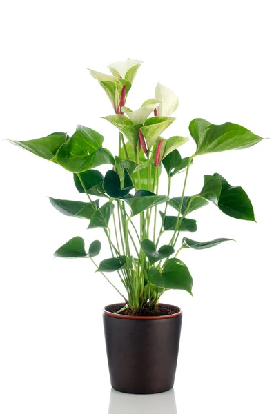 Anthurium pięknego anthedesia — Zdjęcie stockowe