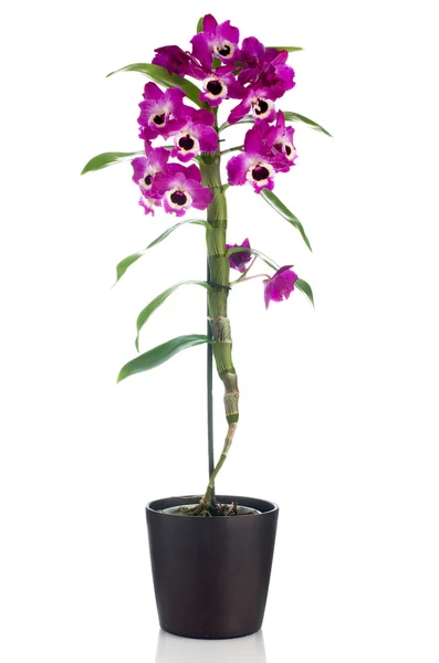 Krásná růžová orchidej v květináč — Stock fotografie