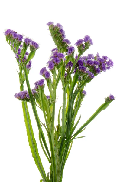 Purple statice flowers — Stock Photo, Image