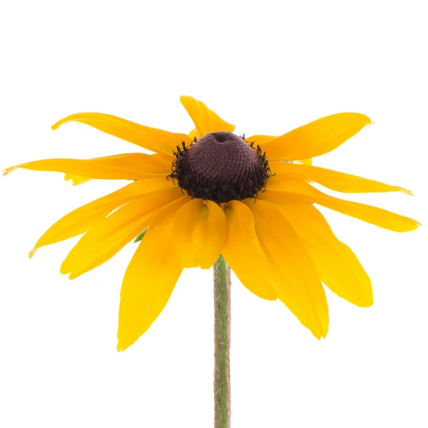 सूर्यफूल — स्टॉक फोटो, इमेज