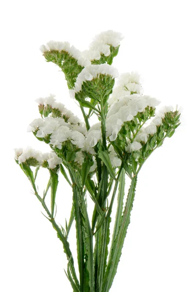 Flores de estatice brancas — Fotografia de Stock