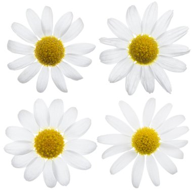 Daisy flowers clipart