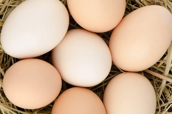 Yumurta taşımak — Stok fotoğraf