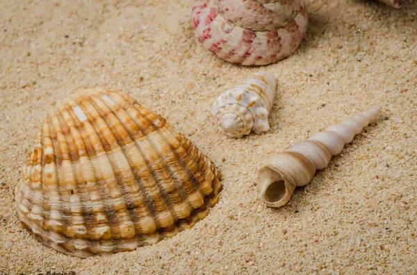 Cáscara marina y caracol sobre arena — Foto de Stock