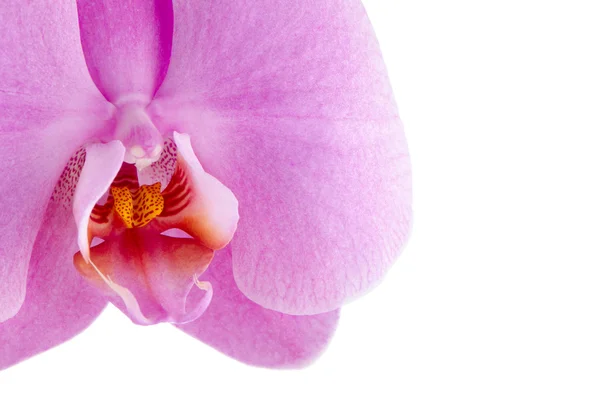 Orchidea rosa (phalaenopsis ) — Foto Stock