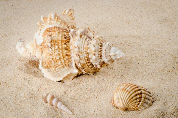 Морская раковина на берегу — стоковое фото