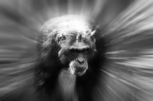 Mono hombre — Foto de Stock