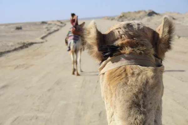 Auf dem Kamel sitzen — Stockfoto