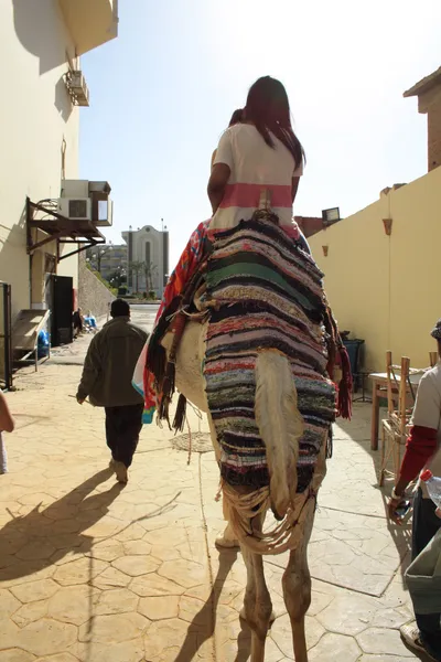 Верблюда засоби перевезення в Африці — стокове фото