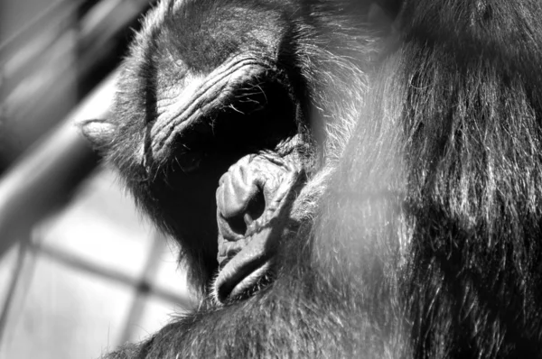 Пленённая обезьяна — стоковое фото