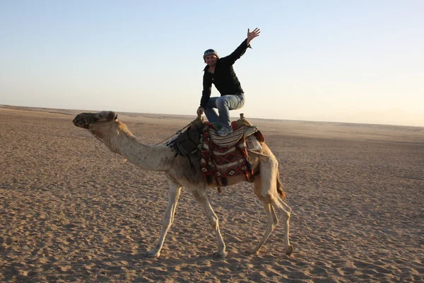 Pose on the camel — Stock Photo, Image