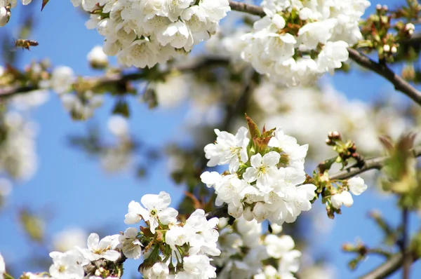 桜の葉 — ストック写真