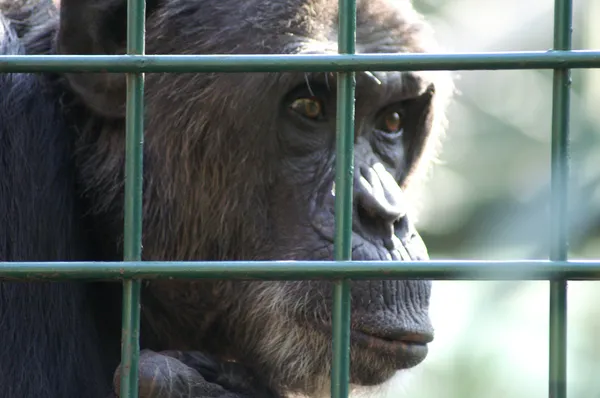 Monkey in captivity — Stock Photo, Image