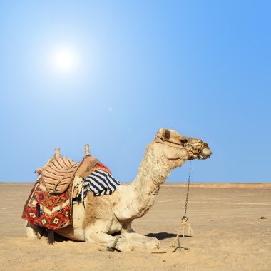 Camel sits clipart