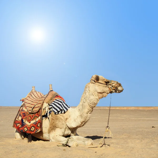 Camel sits — Stock Photo, Image