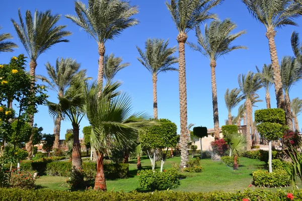 Jardín de palmeras — Foto de Stock