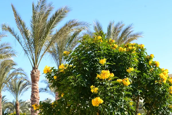 Palm in de zomer — Stockfoto