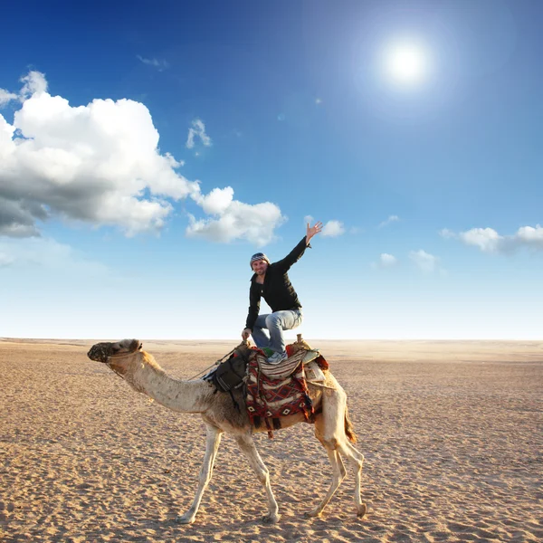 Pose en el camello —  Fotos de Stock