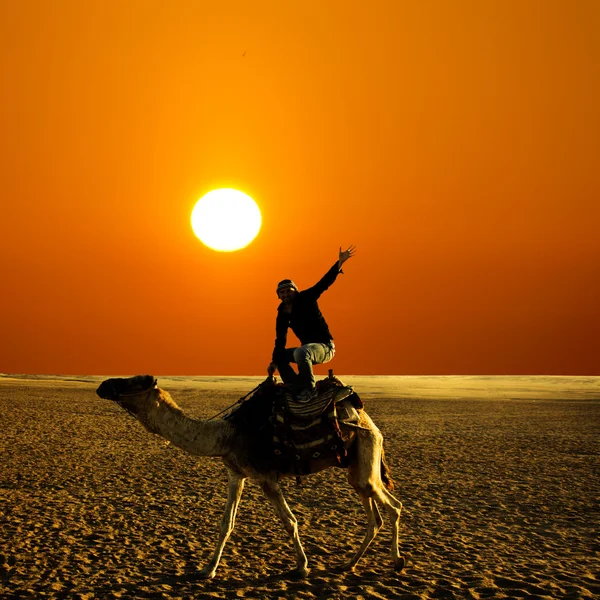 Поза на верблюді — стокове фото