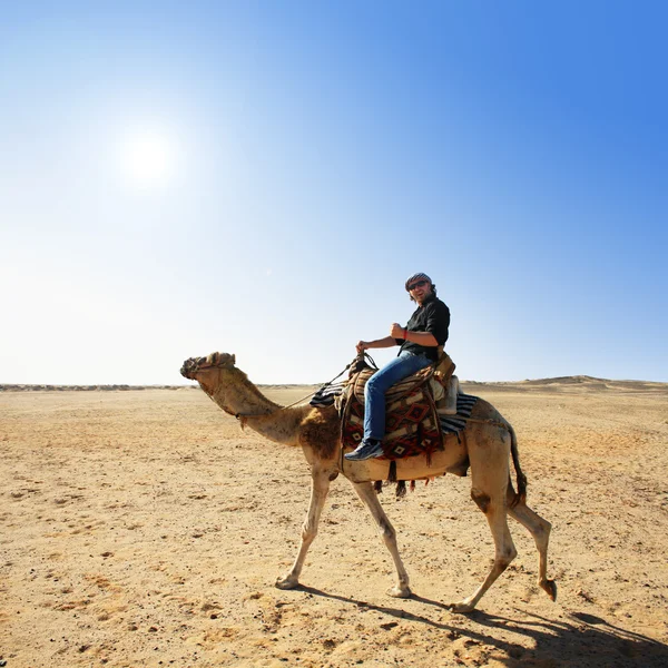 З верблюдом у пустелі — стокове фото