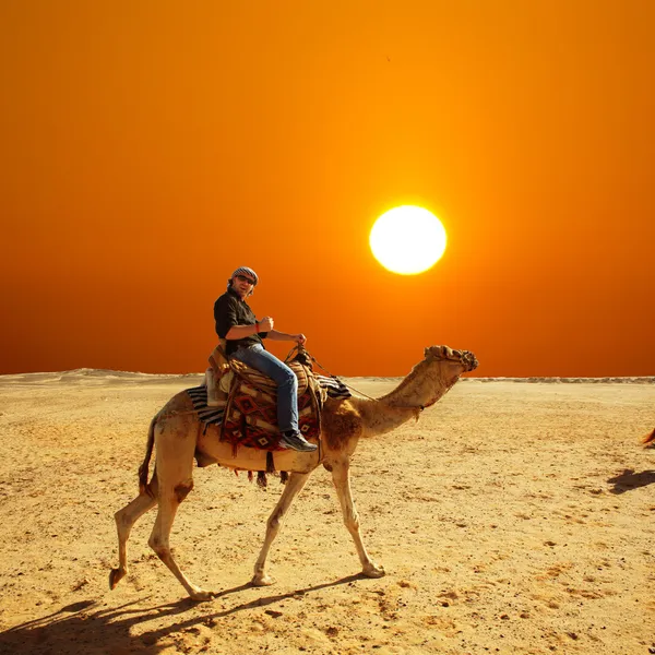 Çölde deve ile — Stok fotoğraf