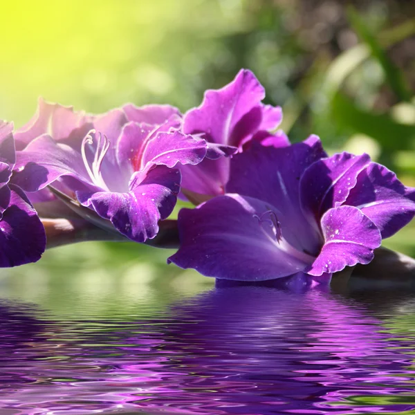 Gladiolus i vattnet — Stockfoto