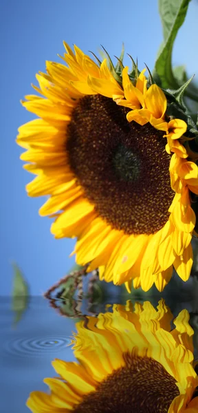 Krásné slunečnice Royalty Free Stock Obrázky