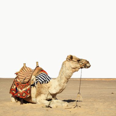 Camel sits clipart