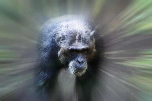 Macaco em foco — Fotografia de Stock