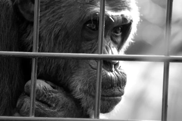 Macaco atrás das grades — Fotografia de Stock