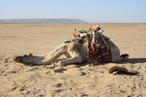 Uitgeput kameel, recreatie behoeften — Stockfoto