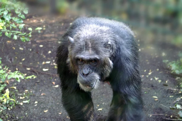 오래 된 원숭이 — 스톡 사진