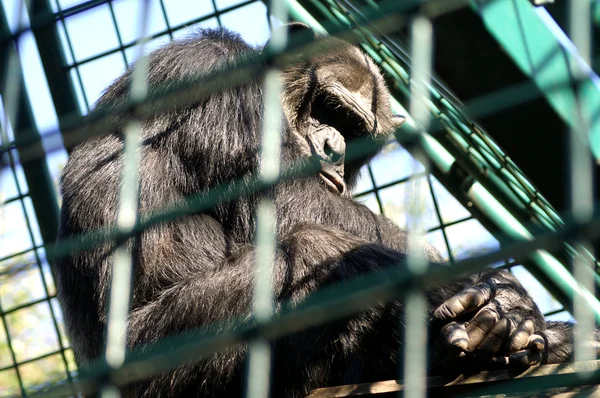 猴子关在笼子里的人 — 图库照片