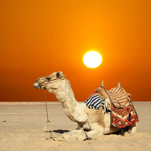 Camel senta-se Fotos De Bancos De Imagens Sem Royalties