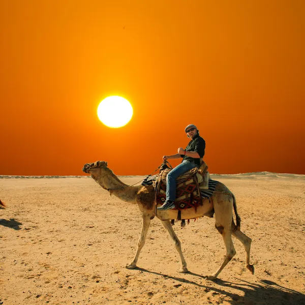 With the camel in the desert — Stock Photo, Image
