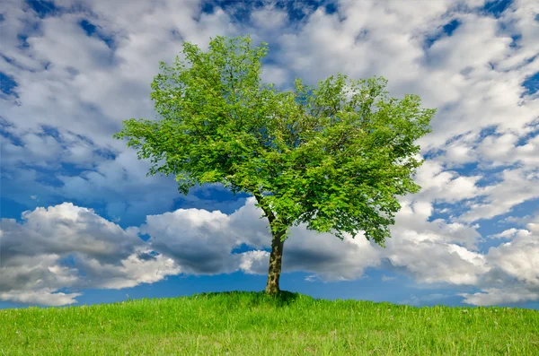 Ensamt träd på våren — Stockfoto