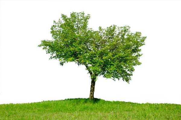 Samotne drzewo wiosną — Zdjęcie stockowe