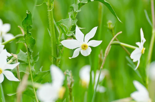 Flores de narciso de pie en el prado —  Fotos de Stock