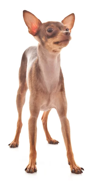 The Italian Greyhound in the game — Stock Photo, Image