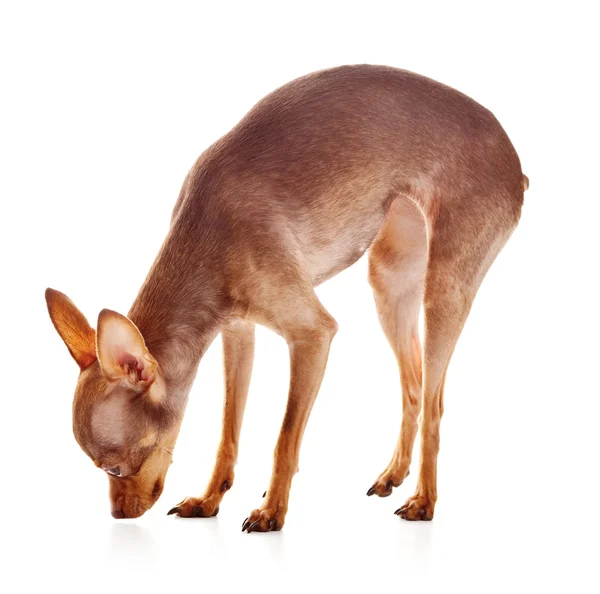 Greyhound, tam uzunlukta profili — Stok fotoğraf