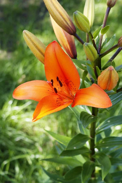 Оранжевая лилия — стоковое фото