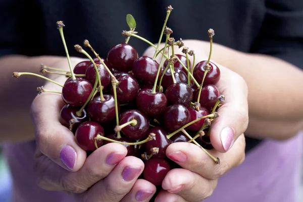 Ripe fresh berries of a cherry — Stock Photo, Image