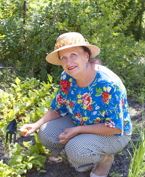 De gelukkige vrouw opgroeit groenten — Stockfoto